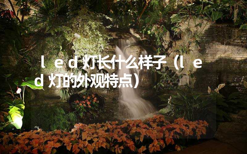 led灯长什么样子（led灯的外观特点）